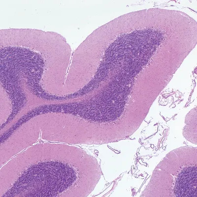 Basic Medical Histology Slide Set